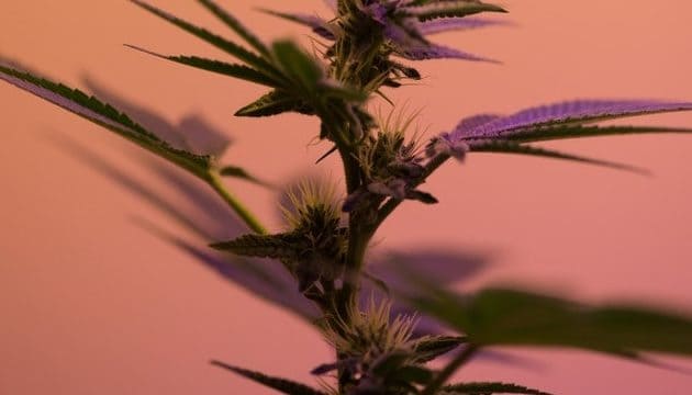 The Perfect Strains To Grow In South Africa