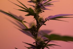 The Perfect Strains To Grow In South Africa