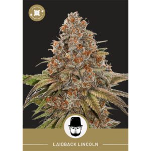 President Seeds – Laidback Lincoln – Autoflower