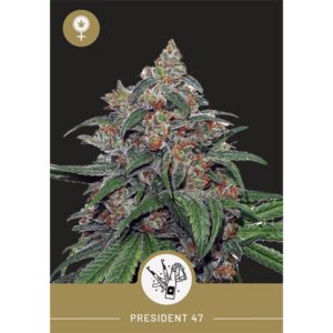 President Seeds – President 47 – Feminized