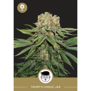 President Seeds – Trump’s Cookie Jar – Feminized