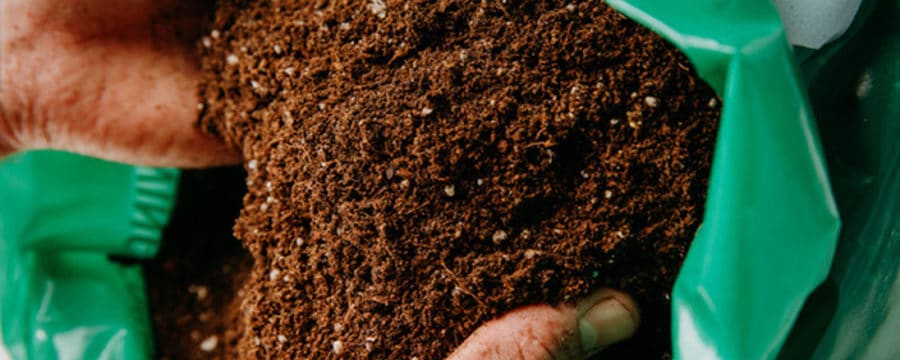 Transplanting Your Cannabis Plants