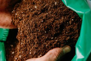 Transplanting Your Cannabis Plants