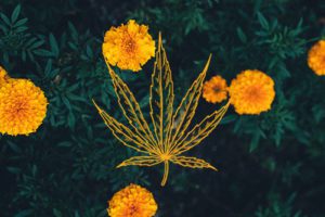Companion Plants For Cannabis