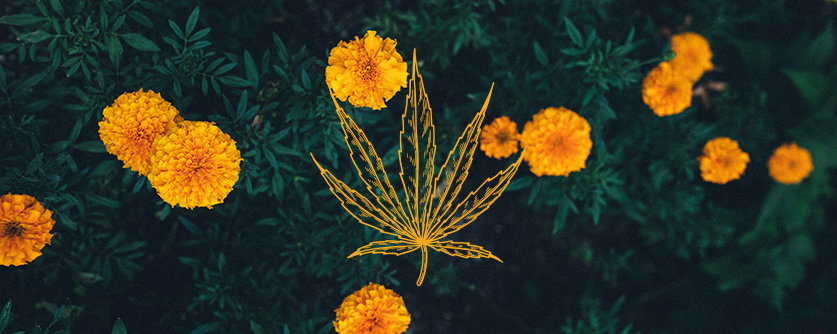 Companion Plants For Cannabis