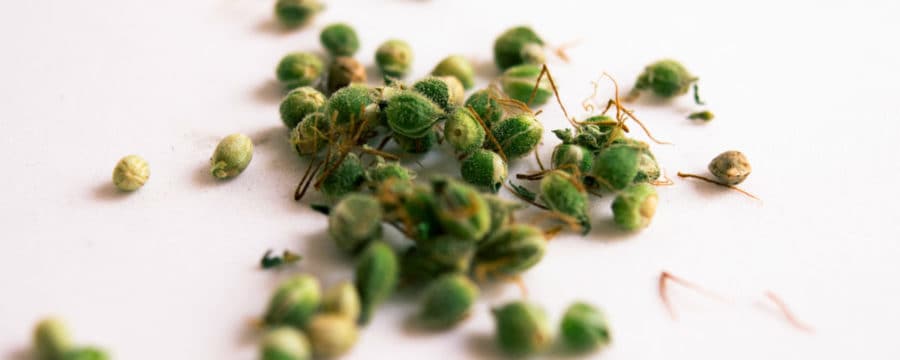 Cannabis Or Marijuana Seeds
