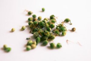 Cannabis Or Marijuana Seeds
