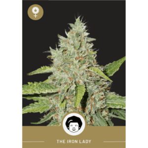 President Seeds – Iron Lady – Feminized