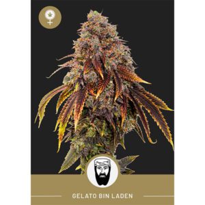 President Seeds – Gelato Bin Laden – Feminized