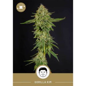 President Seeds – Gorilla Kim – Autoflower
