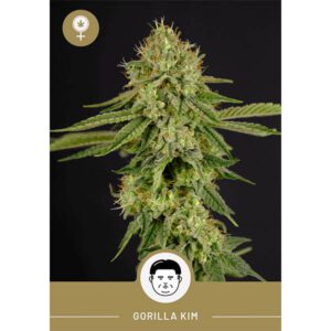 President Seeds – Gorilla Kim – Feminized