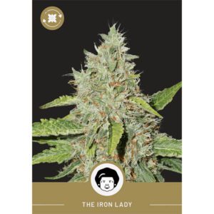 President Seeds – Iron Lady – Autoflower