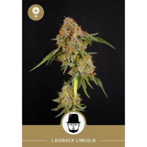 President Seeds – Laidback Lincoln – Feminized