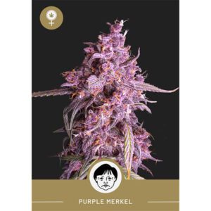 President Seeds – Purple Merkel – Feminized