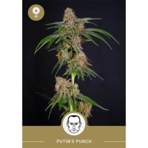 President Seeds – Putin’s Punch – Feminized