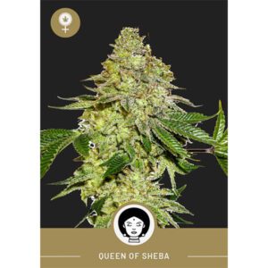 President Seeds – Queen Of Sheba – Feminized