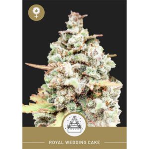 President Seeds – Royal Wedding Cake – Feminized