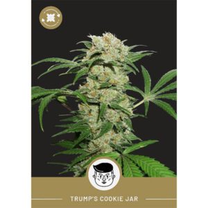 President Seeds – Trump’s Cookie Jar – Autoflower