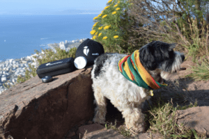 Stoner Dog Walks With Kenny