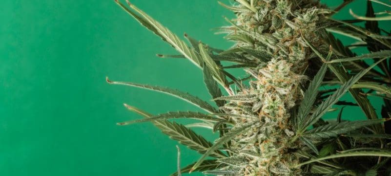 Cannabis South Africa Laws