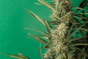 Cannabis South Africa Laws