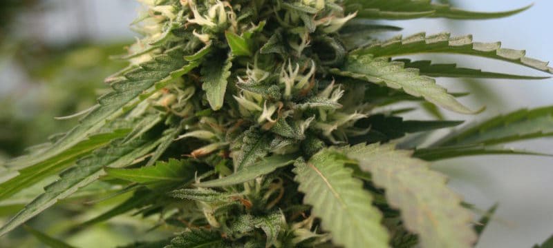 Pruning For A Better Cannabis Plant