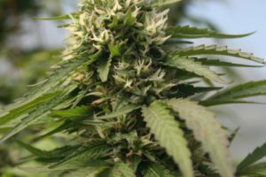 Pruning For A Better Cannabis Plant