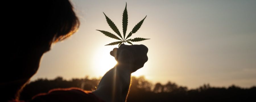 Cannabis Trends 2021