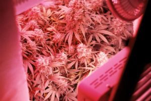 Right Indoor Grow Setup!