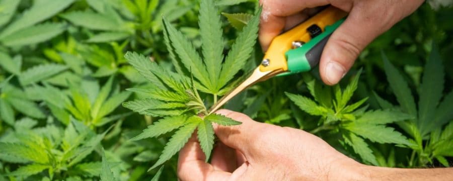 Cannabis Harvesting Tools!