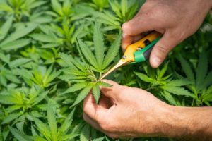 Cannabis Harvesting Tools!