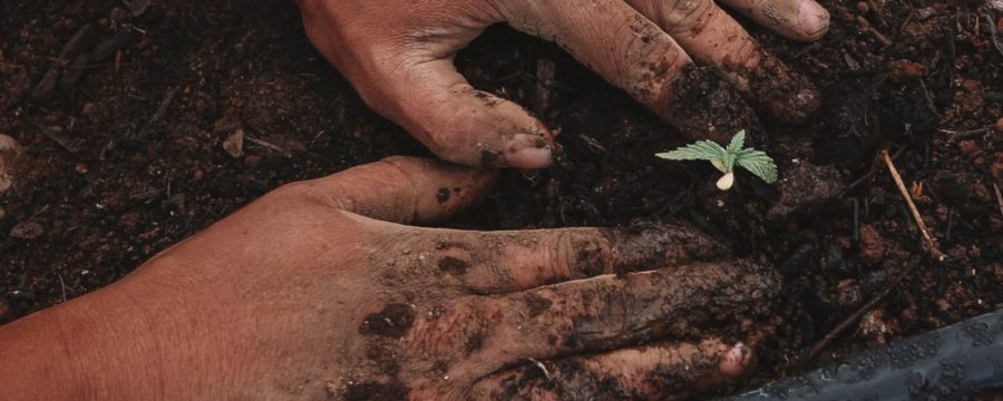 Winter Grow Cannabis
