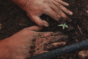 Winter Grow Cannabis