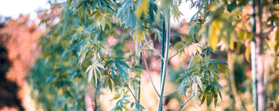 Seeds Vs Clones - Which One?