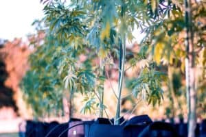 Seeds Vs Clones - Which One?