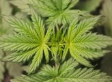 Cannabis strains