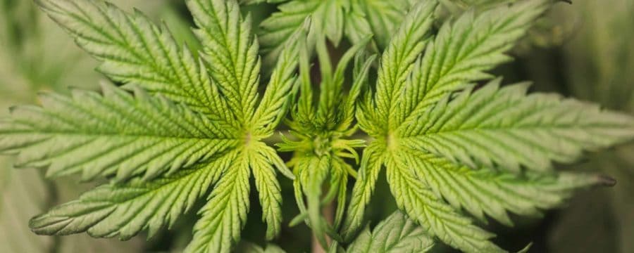 Cannabis Strains