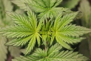 Cannabis Strains