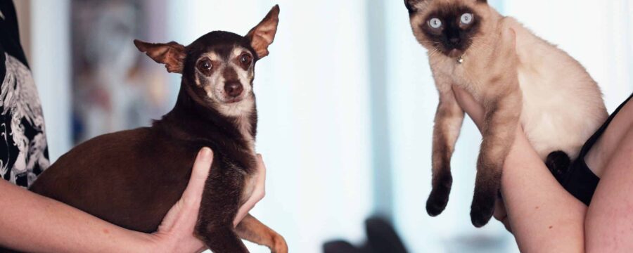 Dogs And Cats CBD