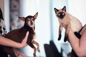 Dogs And Cats CBD