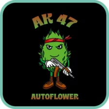 AK47 Autoflower