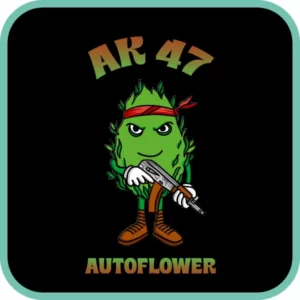 Simba Seeds AK47 – Autoflower