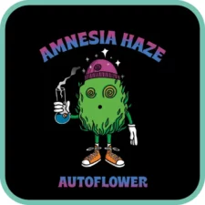 Amnesia Haze Autoflower