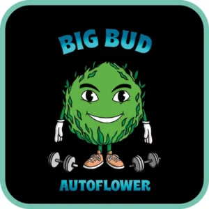 Simba Seeds Big Bud – Autoflower