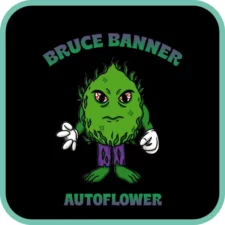 Bruce Banner Autoflower
