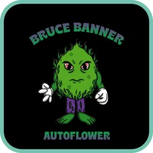 Simba Seeds Bruce Banner – Autoflower