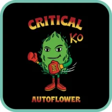Critical Autoflower