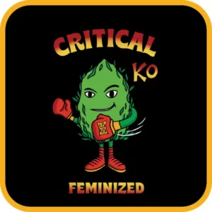 Simba Seeds Critical – Feminized