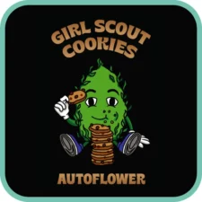 Girl Scout Cookies Autoflower