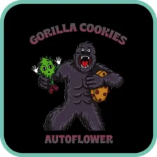 Gorilla Cookies Autoflower